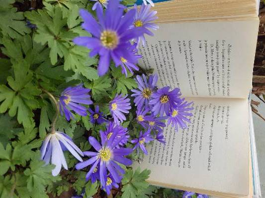 lucija_dovzan_reading-with-flowers_4